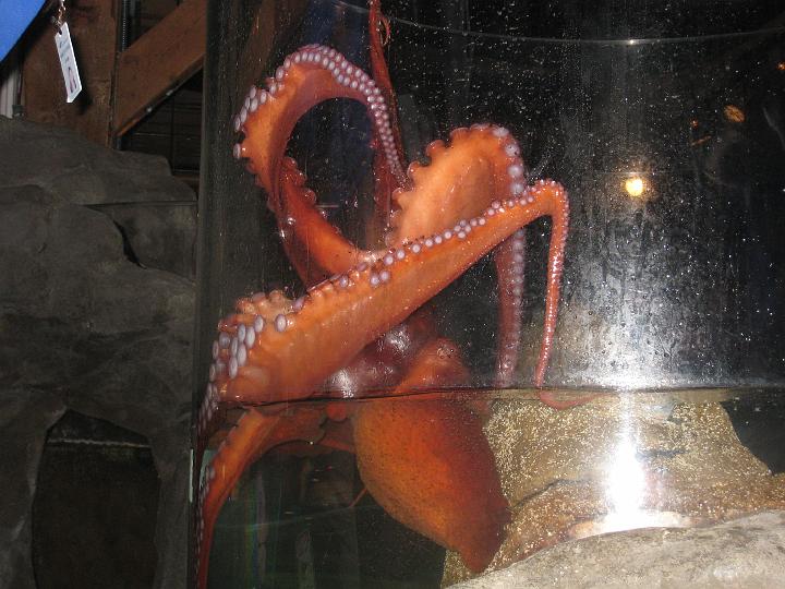 Seattle Aquarium 34.JPG